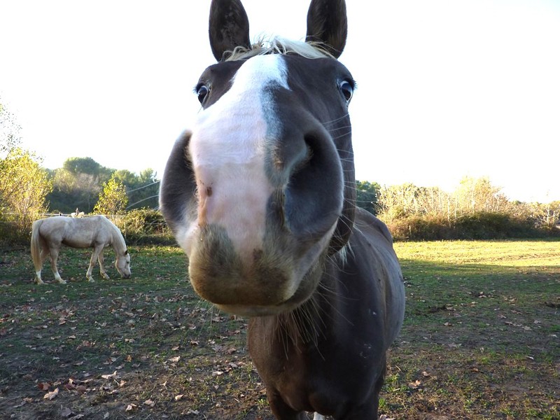 course de cheval lille